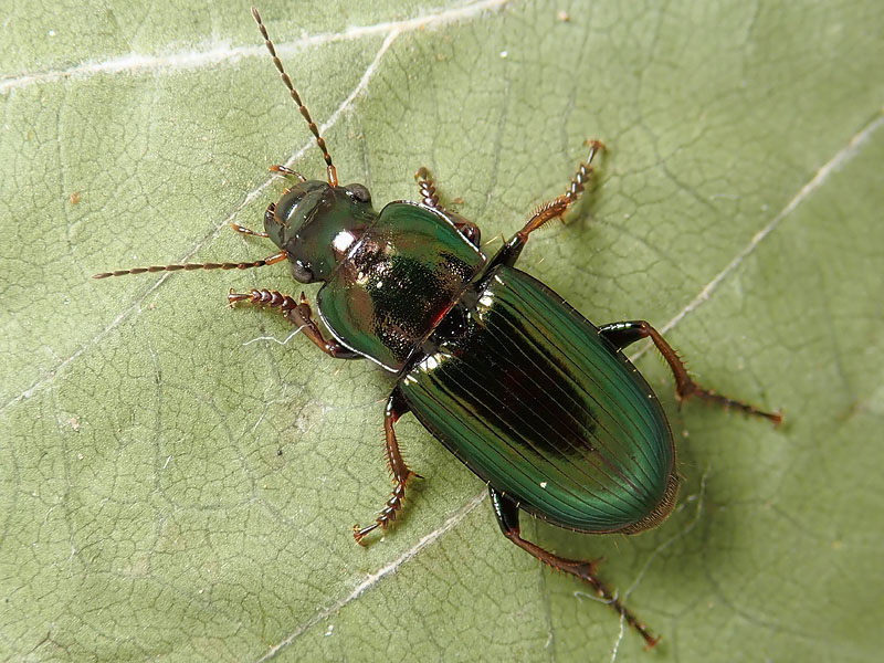 Carabidae: Harpalus cupreus ?? no, H. distinguendus